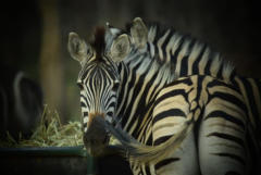 Activities at Ba Batle Game Farm