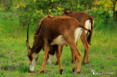 Activities at Ba Batle Game Farm