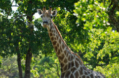 Ba Batle Game Farm is a fully self-catering lodge