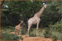 game farm babatle, game photography, game farm limpopo,game farm accommodation,