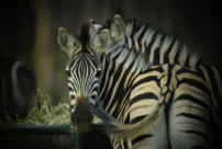 Activities at Ba Batle Game Farm